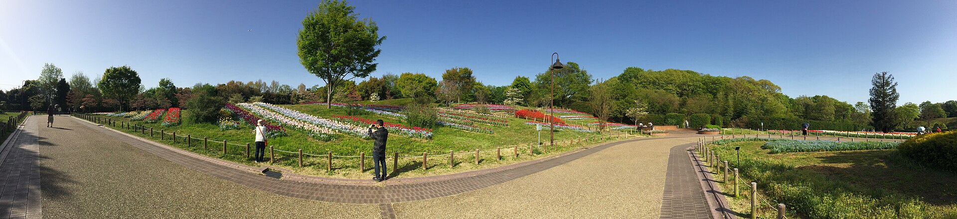 馬見丘陵公園のチューリップの丘のパノラマ